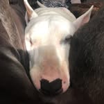 Krystal John - @mypitbulls_dailylife - Instagram