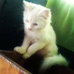 Krystal Pounce De Leon - @krystal_kitty_krystal - Instagram