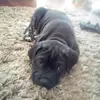 Zeus - @krystalmeadows3 - TikTok