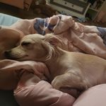 Crystal Pickering - @cp_feybelle - Instagram