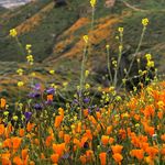 Krystal Rapp - @grapes.of.travel - Instagram