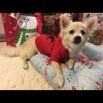 Crystal Rasmussen - @crystalsbabybear - Instagram