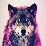 KRYSTÄL RĒÎD - @xx.wolf.spirit.xx - Instagram