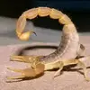 Krystal.Skinner - @tessikpk9ap - TikTok