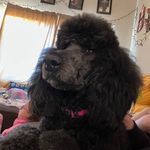 Crystal Spurlock - @spurlockstandards - Instagram