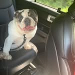 Krystal Walls - @kglam_bullies - Instagram