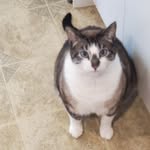 Krystle Waters Nall - @klncatlover - Instagram