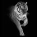 Kshitiz Shrestha - Facebook