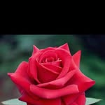 Ramu Ramu - @kumarrajan65746 - Instagram