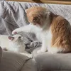 Monaka&Houjicha - @monakunhouchan - TikTok