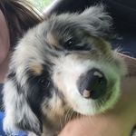 Kurt Cobain Ballard🐶❤ - @kurttheaussie101 - Instagram