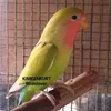 KIMKENKURTBirdslover - @kimkenkurt - TikTok