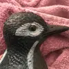 Kurt - @kurtthe_bird - TikTok