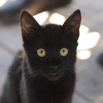 Kurt Black - @kurt_black_leo - Instagram
