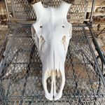 Kurt Brockman - @skullspa - Instagram