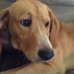 Kurt Cantrell🐶 - @kurthehound - Instagram