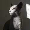 caporellinikita - @caporelli0 - TikTok