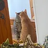 carsonkurtz0 - @carson.kurtz - TikTok