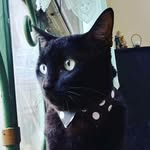 Kurt Castañeda - @blackie.thecat_ - Instagram