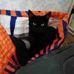 Cat Dad - @dr_kurt_conners - Instagram