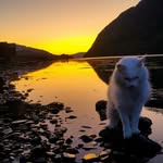 🐾 Kurt the Maine Coon - @kurtthemainecoon - Instagram
