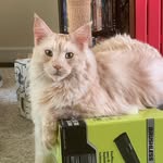 Captain Kurt - @captainkurt_the_maine_coon - Instagram