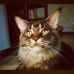 maine coon Kurt - @mainecoonkurt - Instagram