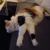 Kurt Edinger - @kurt.edinger - TikTok