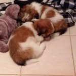 Kurt & Frank & Fam - @kurtfrankandfam - Instagram