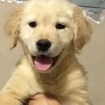 @kurt_.golden - Instagram