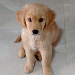 Kurt | Golden Retriever 🐶 - @kurtthegolden - Instagram