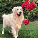 Kurt 🐶🐾 - @kurt_golden - Instagram