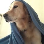 Kurt “ o Golden Retriever mais amado do Brasil “ - @meu_nome_e_kurt - Instagram
