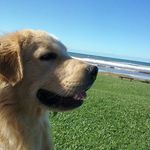Kurt Golden - @kurtgoldenn - Instagram