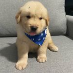 Kurt Golden Retriever - @thegoldenkurt - Instagram