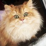 Kurt - @kurt_goldenchinchilla - Instagram