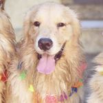 Kurt Mendez Cobain 🐶🐾 - @kurtgoldenretriever - Instagram