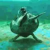 Kurt Greene - @kurt.greene - TikTok