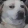 kurthattenhauer - @kurthattenhauer - TikTok