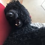 Kurt Rohde & Hendrix - @kurt_of_bernal_hill - Instagram