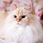 Charles Kurt Henry - @charlesneva - Instagram
