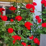 Kurtivesel Vesel - @kurtiveselvesel - Instagram