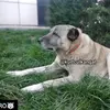 KANGAL BELGESELİ - @kurtculkangal - TikTok