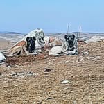 Kangal diyarı - @kurtculkangal2 - Instagram