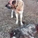 kangal - @kurt.kangal - Instagram