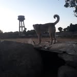 kurt bogan kangal - @kurt_bogan_kangal - Instagram