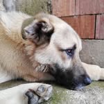 kurt kangal - @kangal.kurt - Instagram