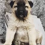 @kurt_kangal_sevdasi - Instagram