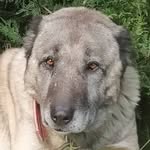 Kurtçul Kangal - @kurtculkangal - Instagram
