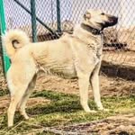 SAYFAMIZA HOŞGELDİNİZ TAKİP ETMEYİ UNUTMAYIN İŞBİRLİĞİ İÇİN DM - @kurt_cul_kangal - Instagram